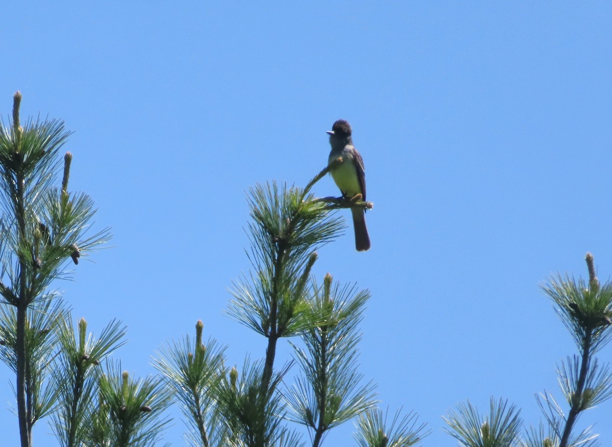 Great Crested Flycatcher - Katsu Sakuma