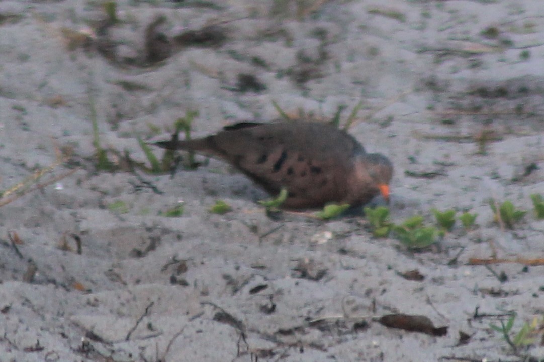 Common Ground Dove - Kyle Smith