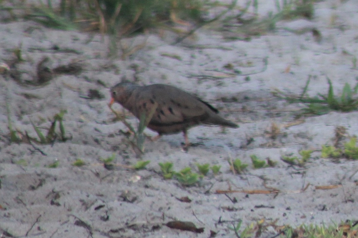 Common Ground Dove - Kyle Smith