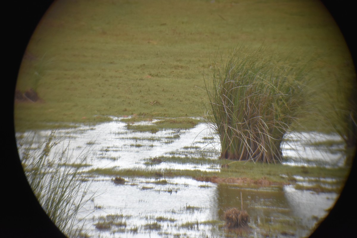 Least Sandpiper - Matthew Campbell