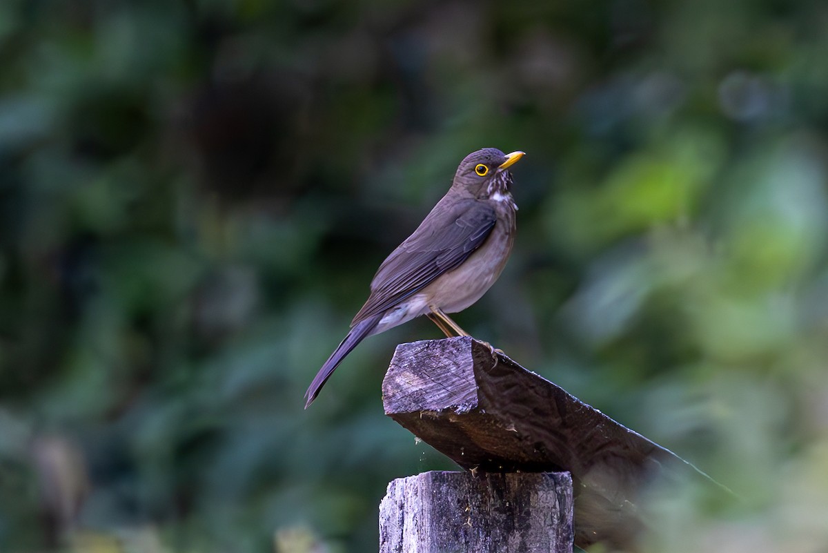 White-throated Thrush - Mason Flint