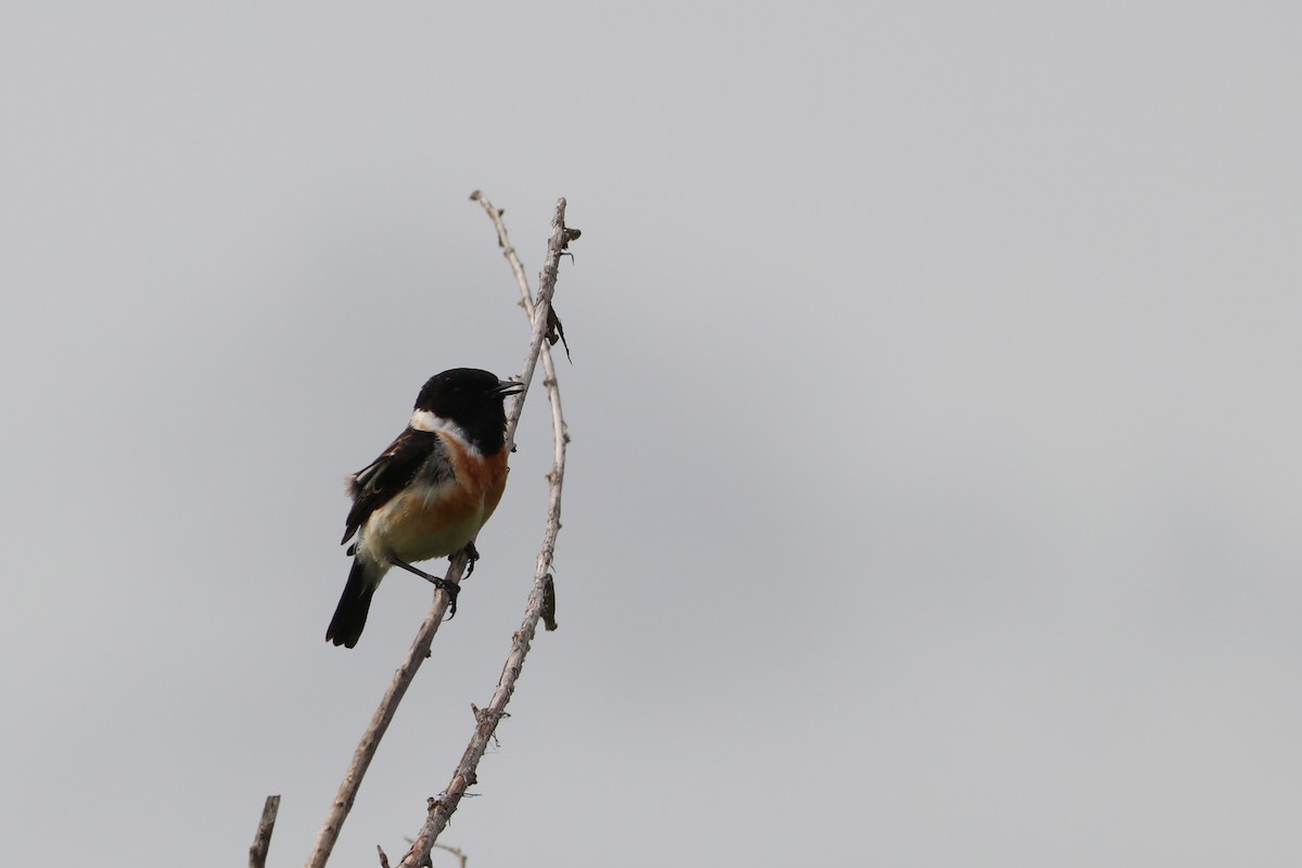 Amur Stonechat - Mariia Bukhareva