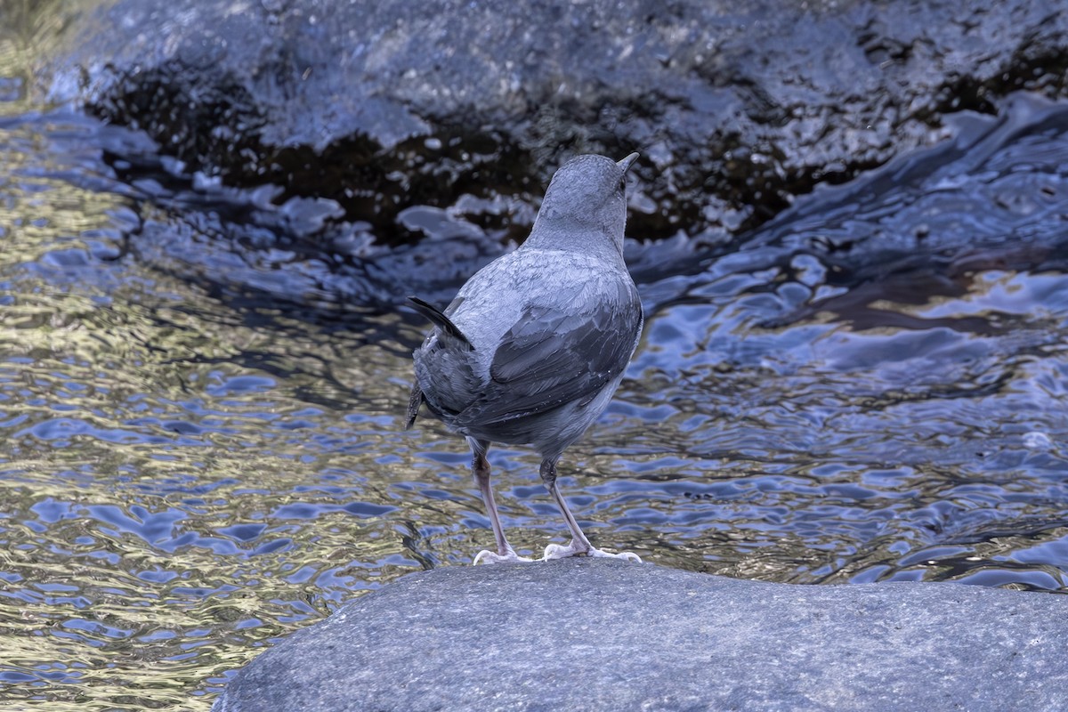 American Dipper - Mason Flint