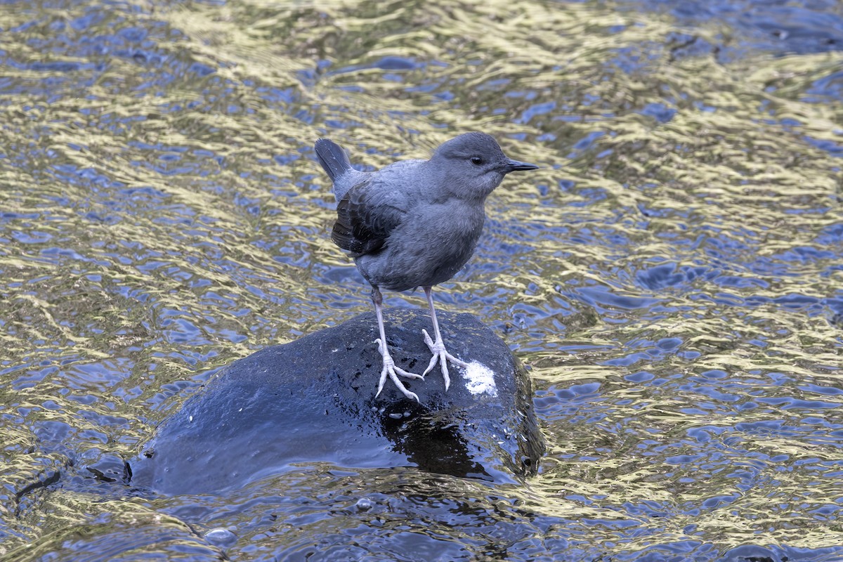 American Dipper - Mason Flint