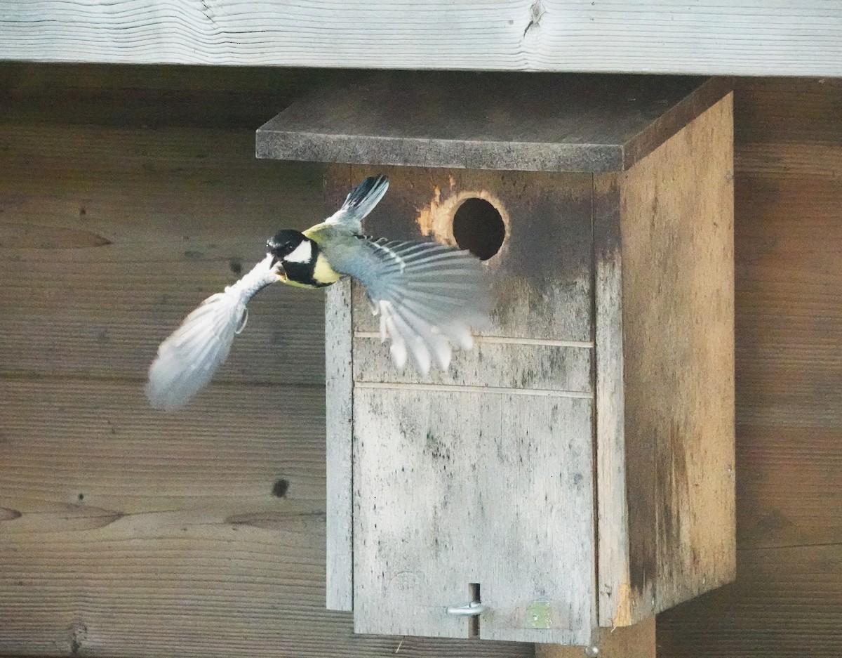 Great Tit - Christian Doerig