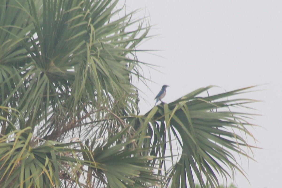 Florida Scrub-Jay - Kyle Smith