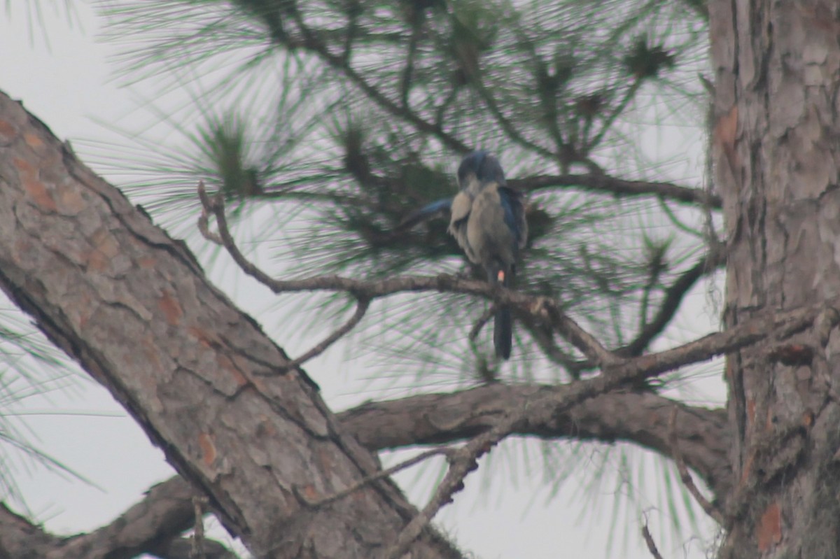 Florida Scrub-Jay - Kyle Smith