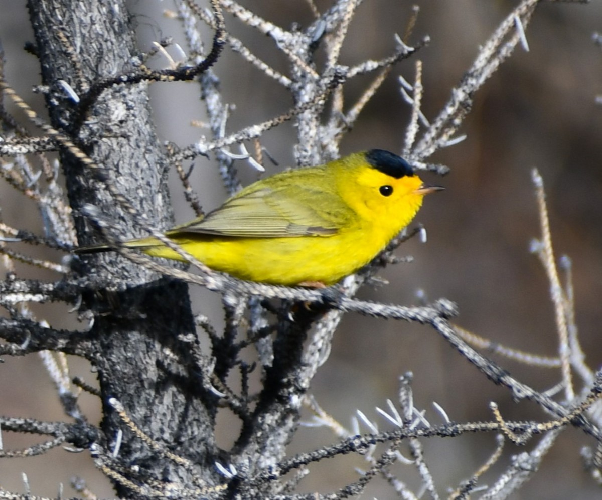 Wilson's Warbler - Kim  Selbee