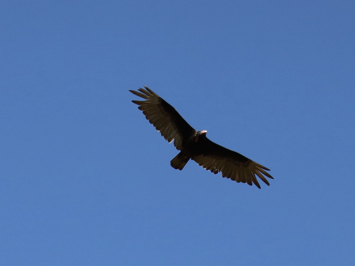 Turkey Vulture - Mohini Rawool-Sullivan