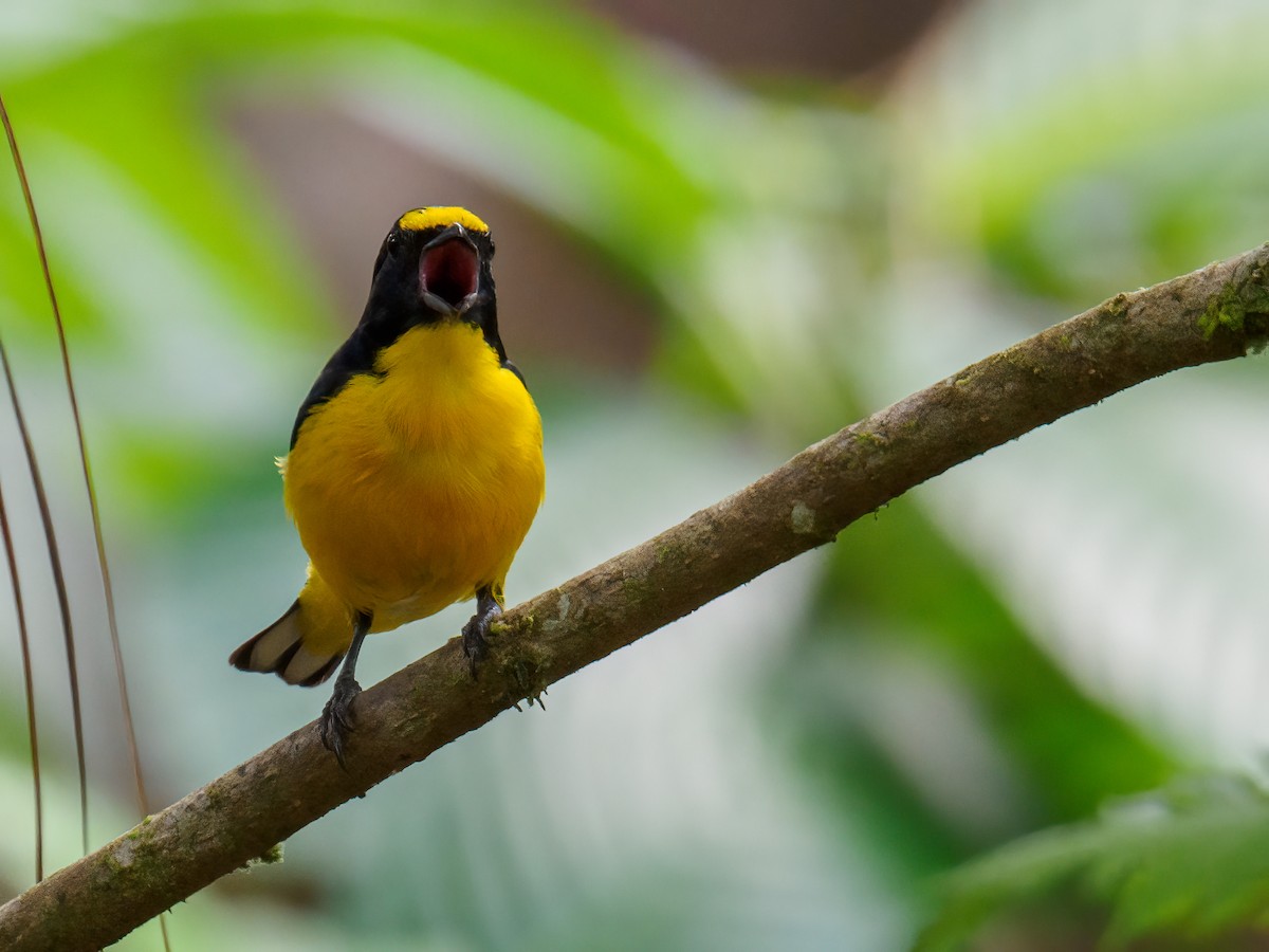 Yellow-throated Euphonia - Abe Villanueva