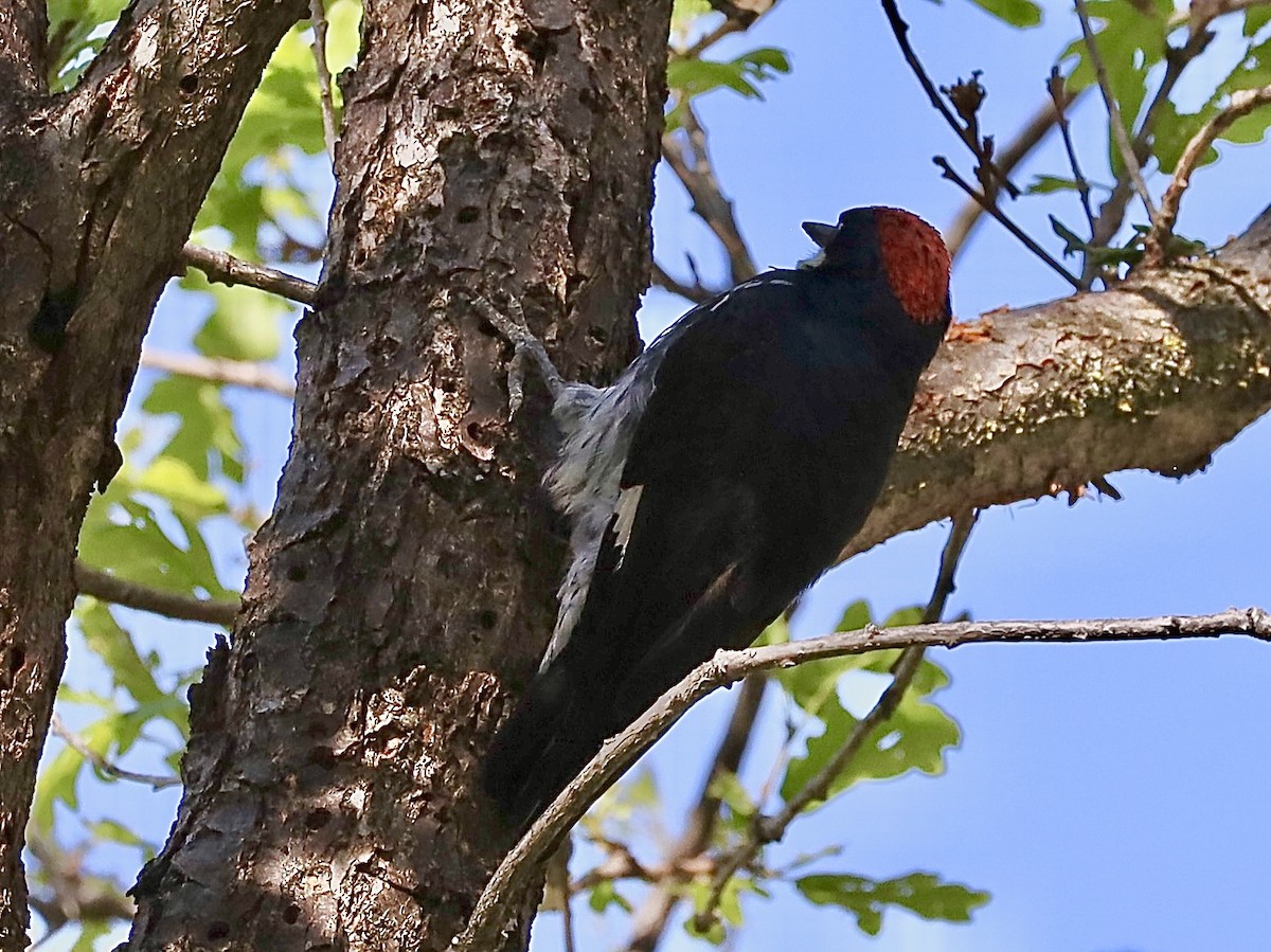 Acorn Woodpecker - Mohini Rawool-Sullivan