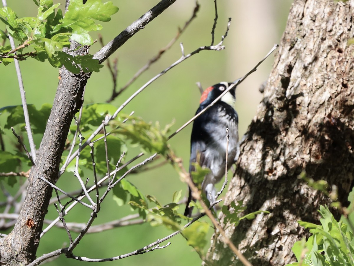 Acorn Woodpecker - Mohini Rawool-Sullivan