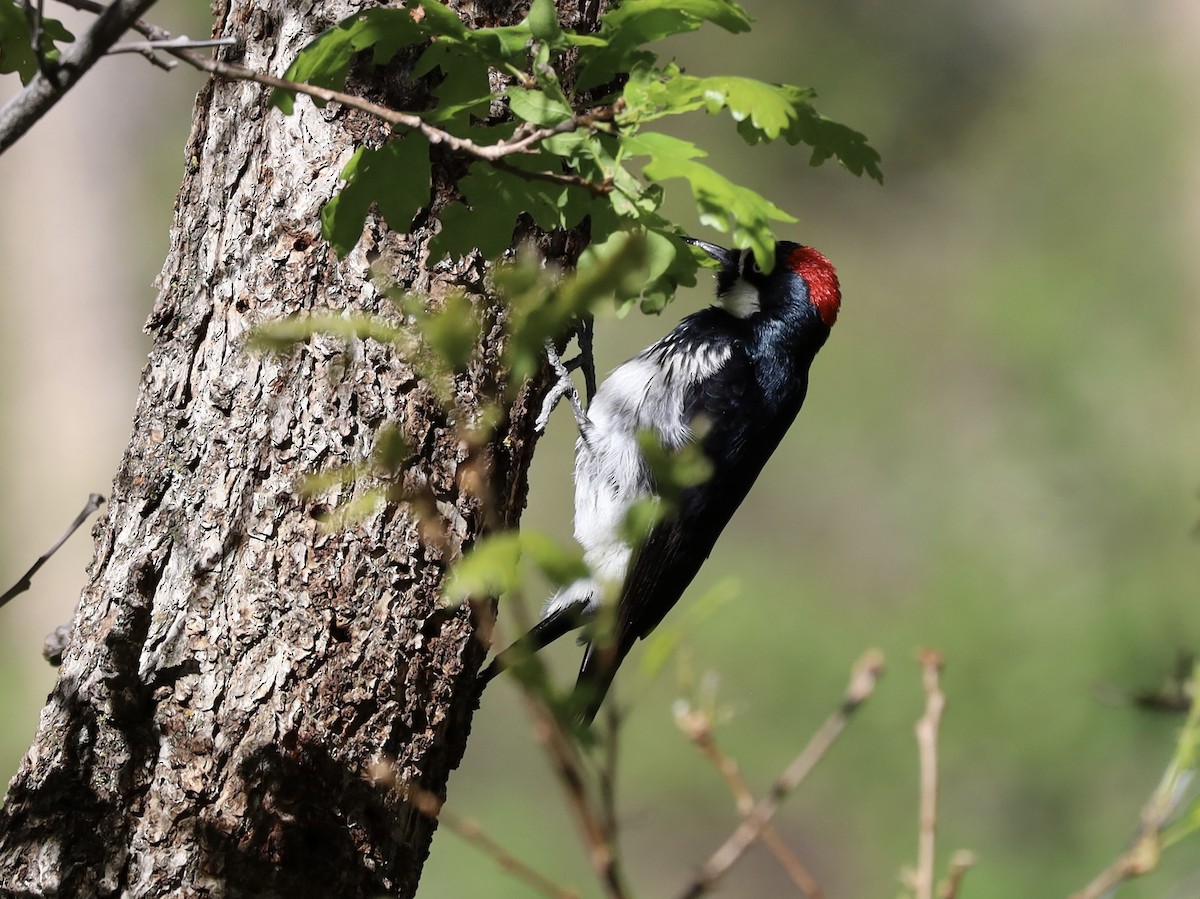 Acorn Woodpecker - Mohini Rawool-Sullivan