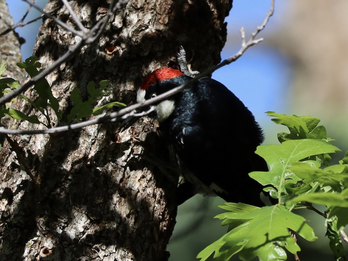 Acorn Woodpecker - Mohini Rawool-Sullivan