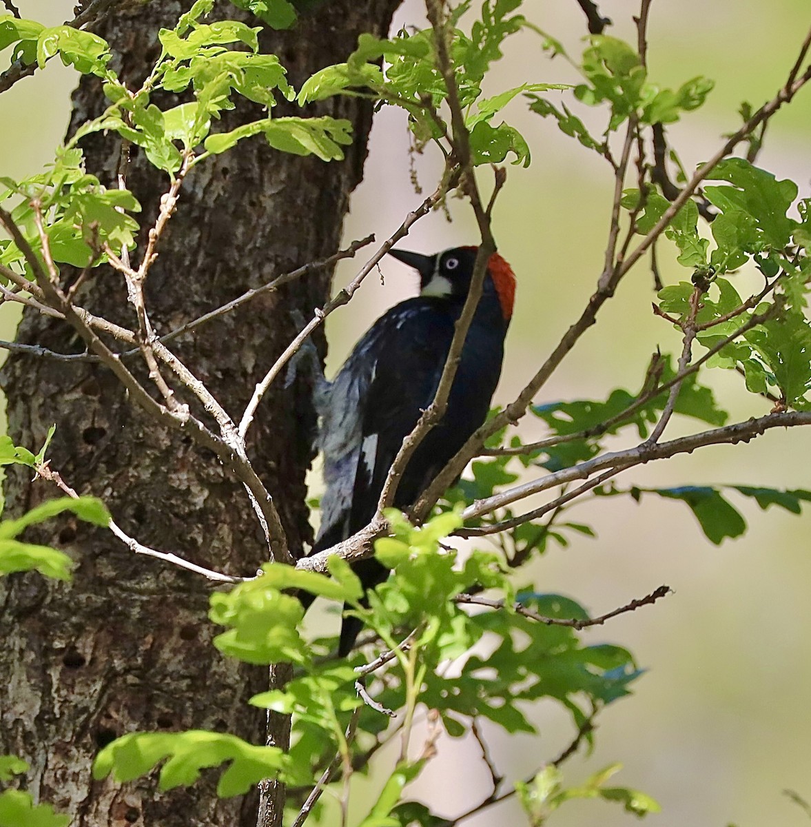 Acorn Woodpecker - Mohini Rawool-Sullivan