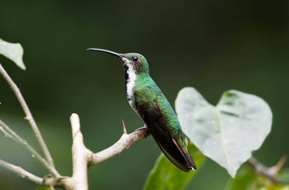 Green-breasted Mango - David Brassington