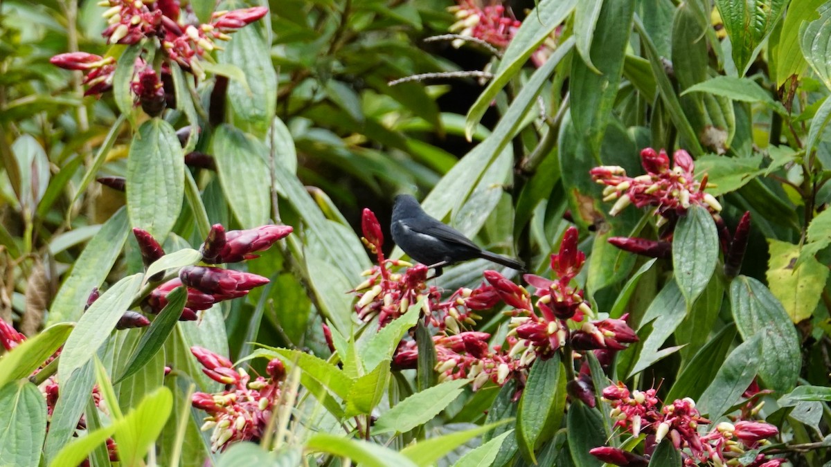 White-sided Flowerpiercer - Paul Gössinger