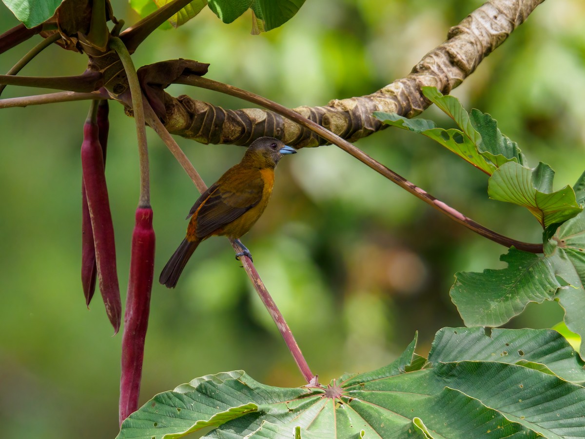 Scarlet-rumped Tanager - Abe Villanueva