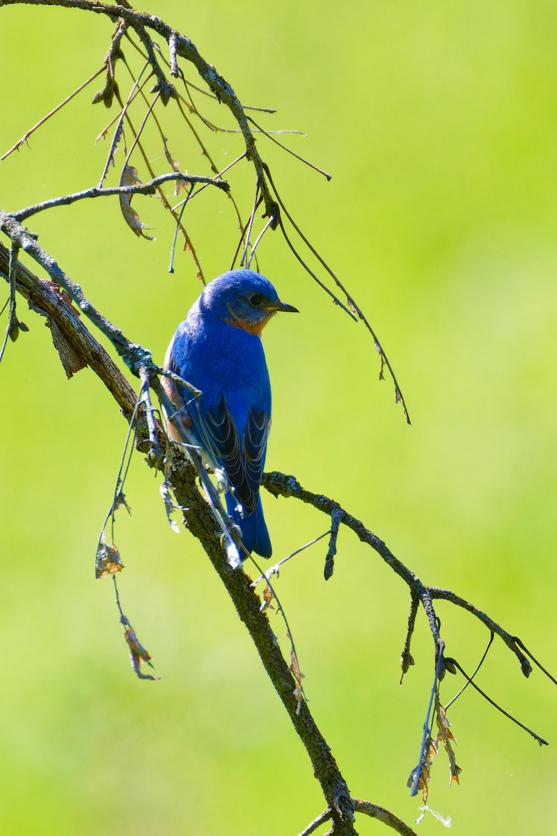 Eastern Bluebird - ML619580884