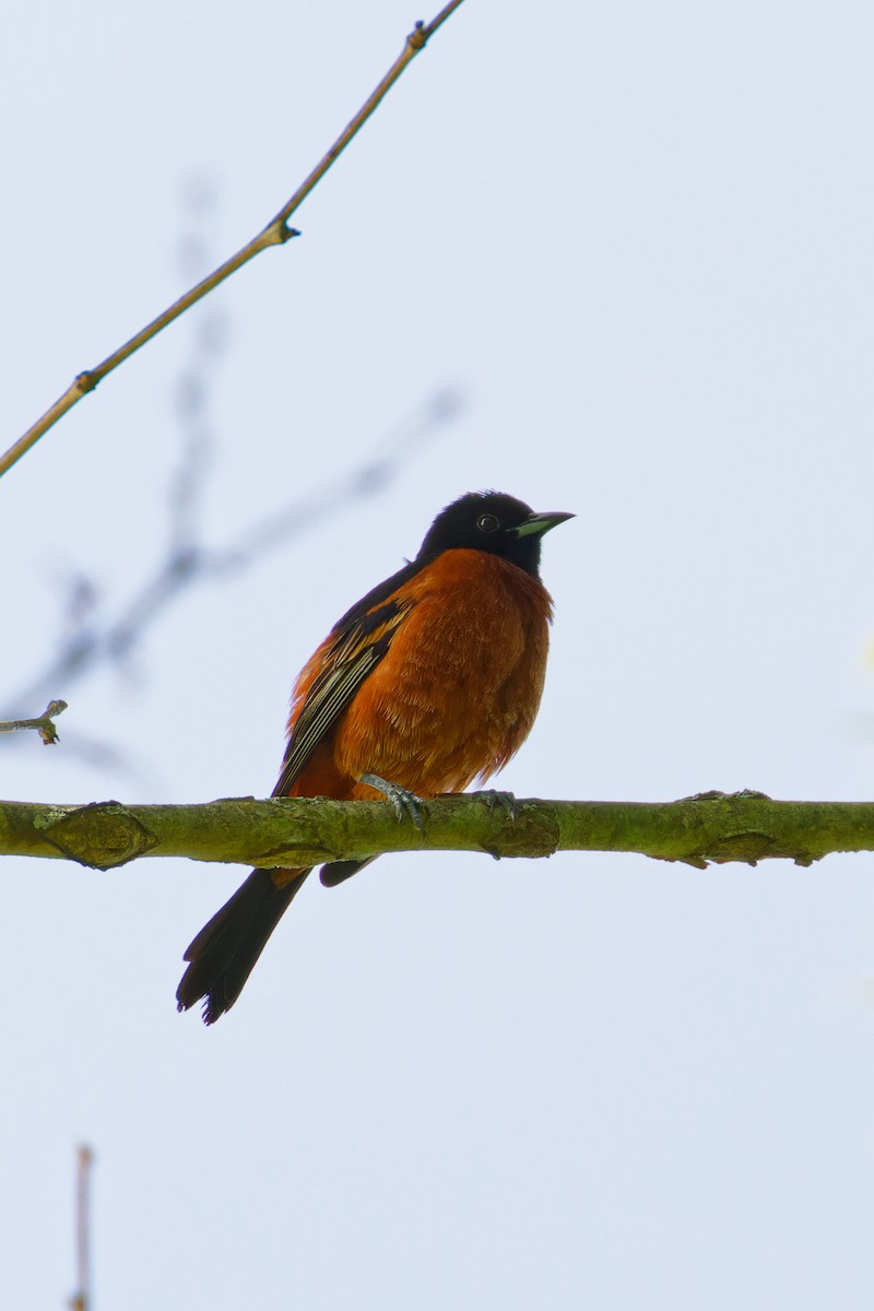 Orchard Oriole - Ruogu Li