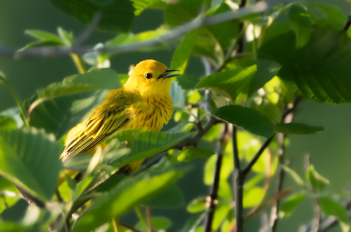 Yellow Warbler - ML619580887