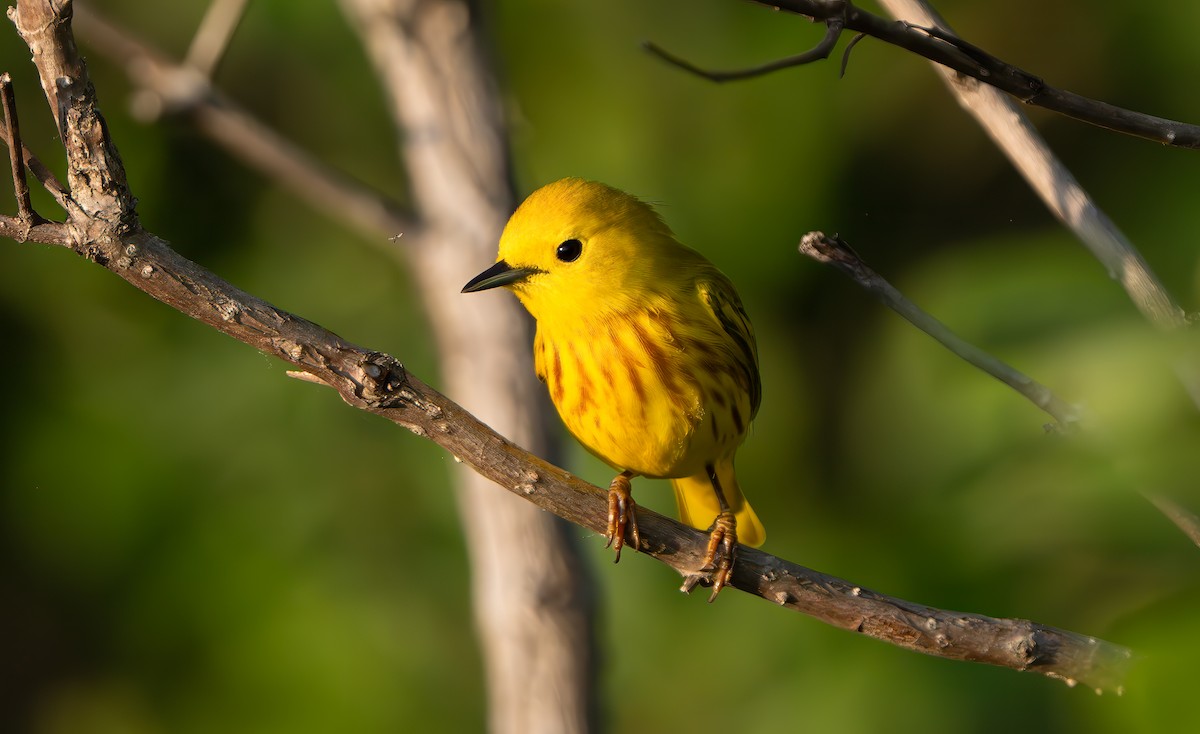 Yellow Warbler - Harvey Fielder