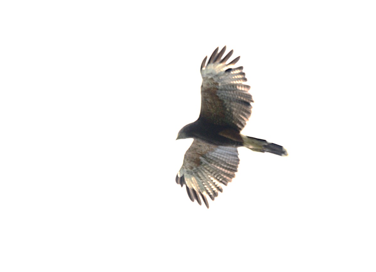 Harris's Hawk - Patrícia Hanate