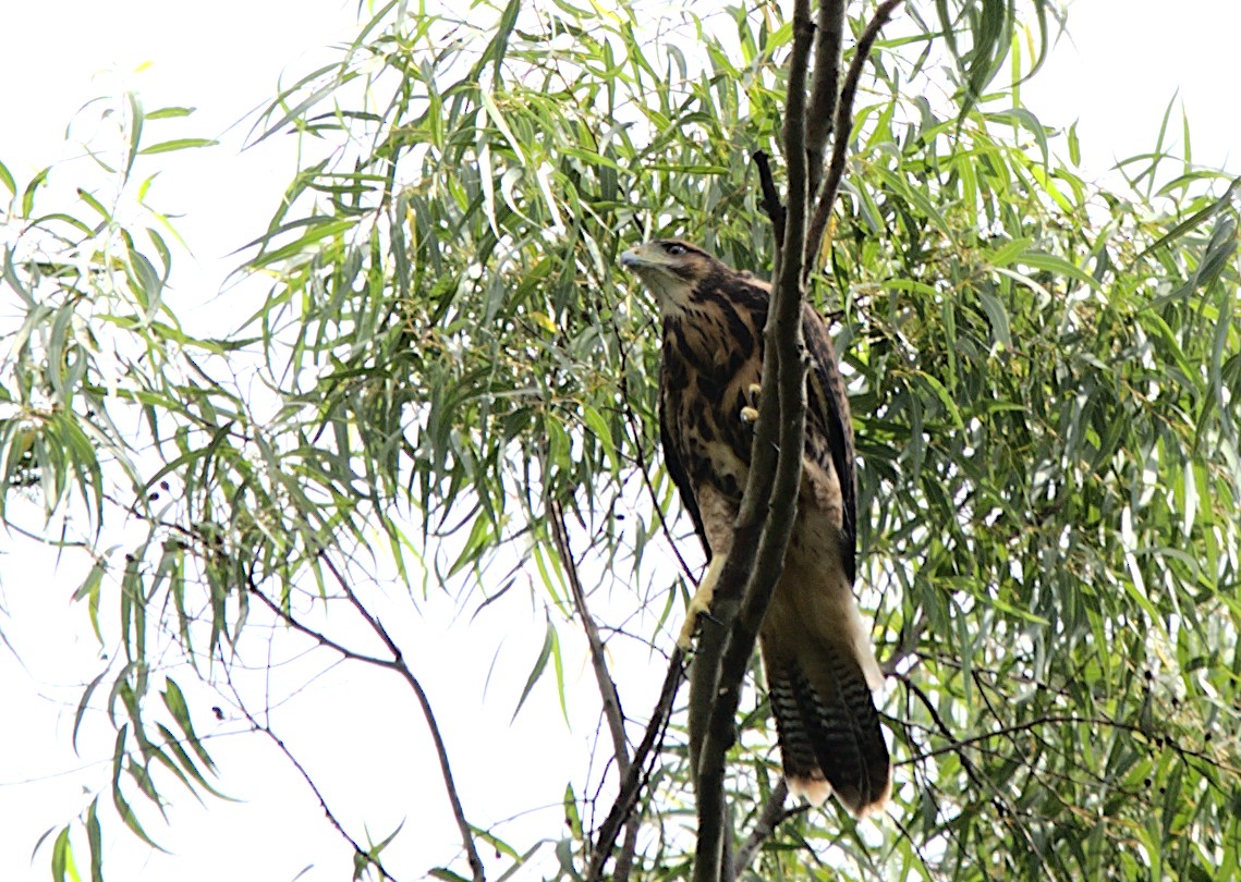 Harris's Hawk - Patrícia Hanate