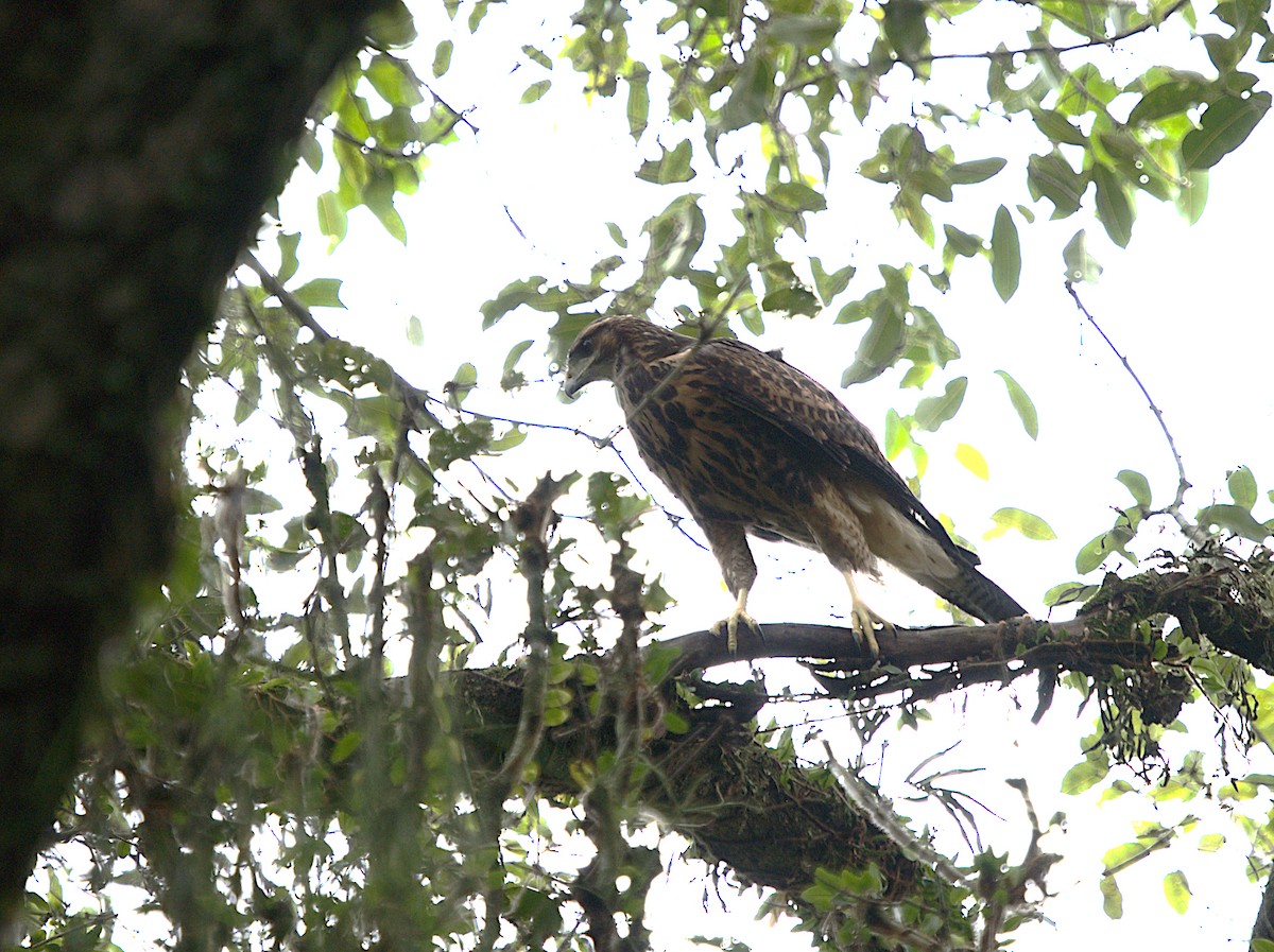 Harris's Hawk - Patrícia Hanate