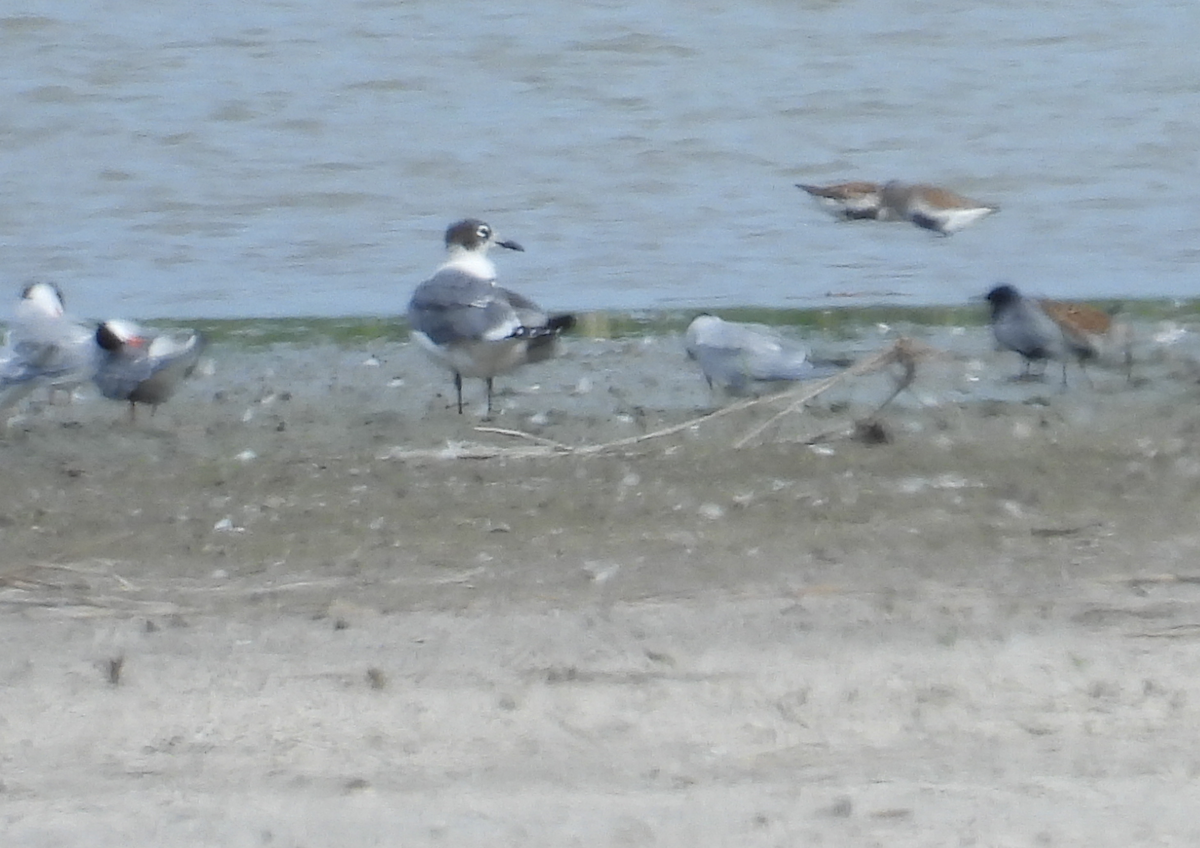 Franklin's Gull - ML619580898