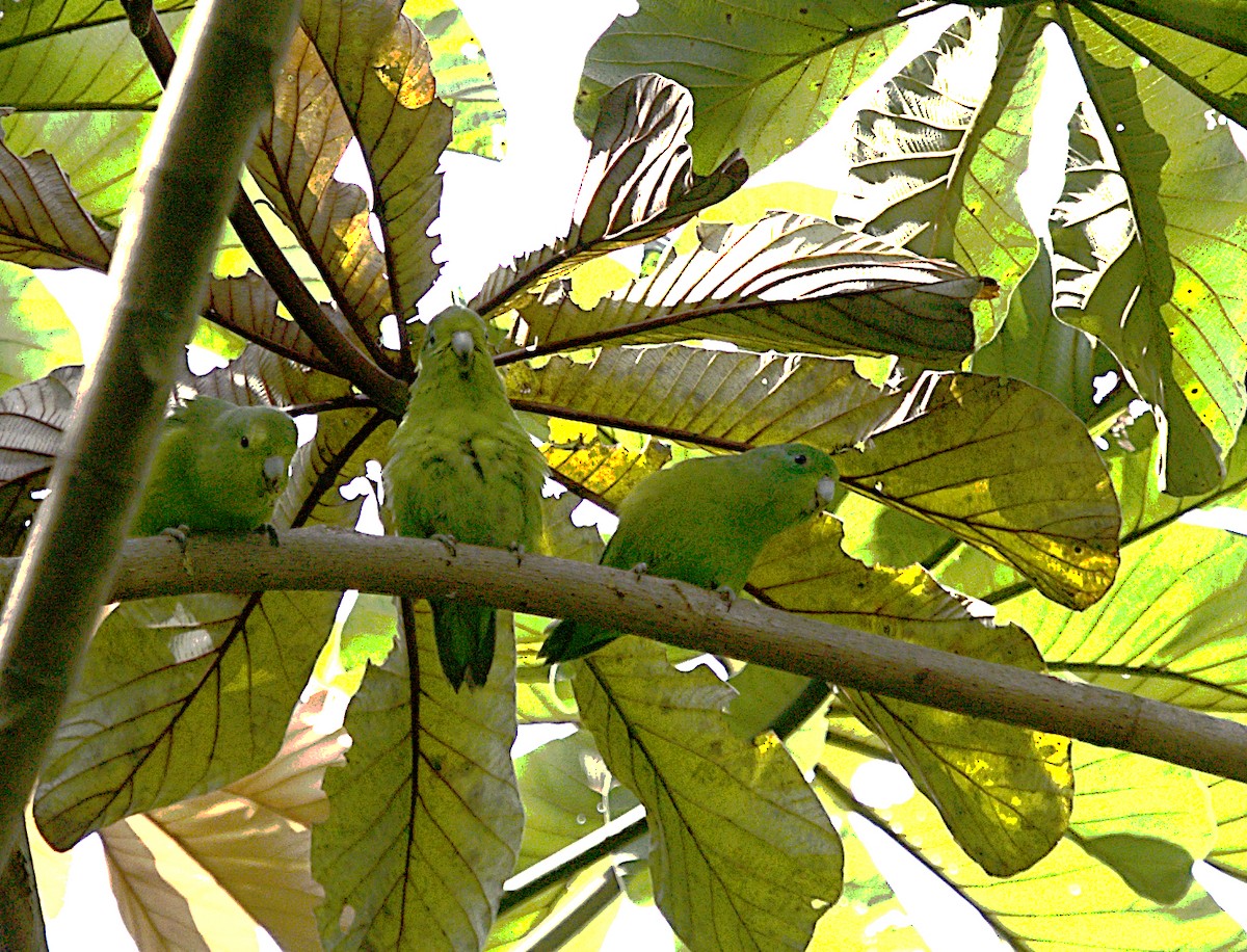 Cobalt-rumped Parrotlet - Patrícia Hanate