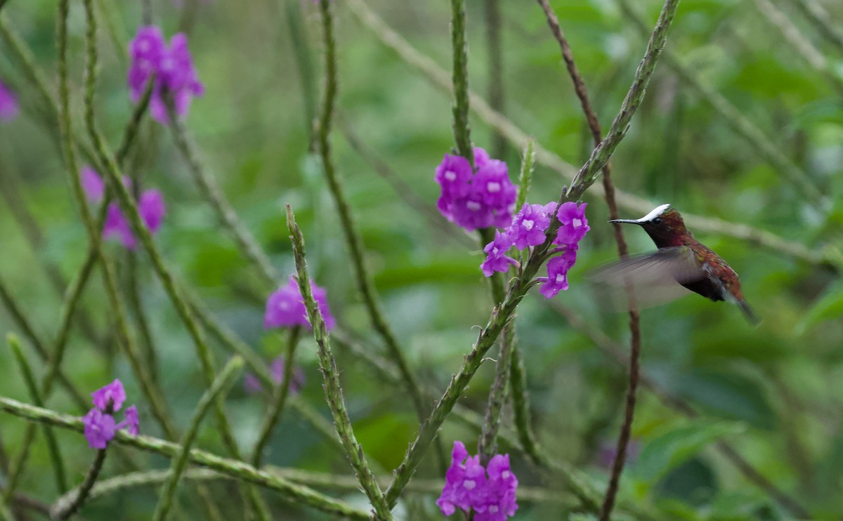 kolibřík běločelý - ML619580902