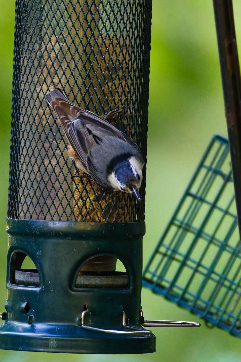 White-breasted Nuthatch - Ruogu Li