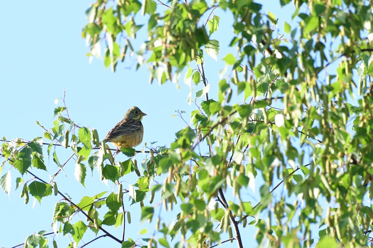 Ortolan Bunting - Igor Długosz