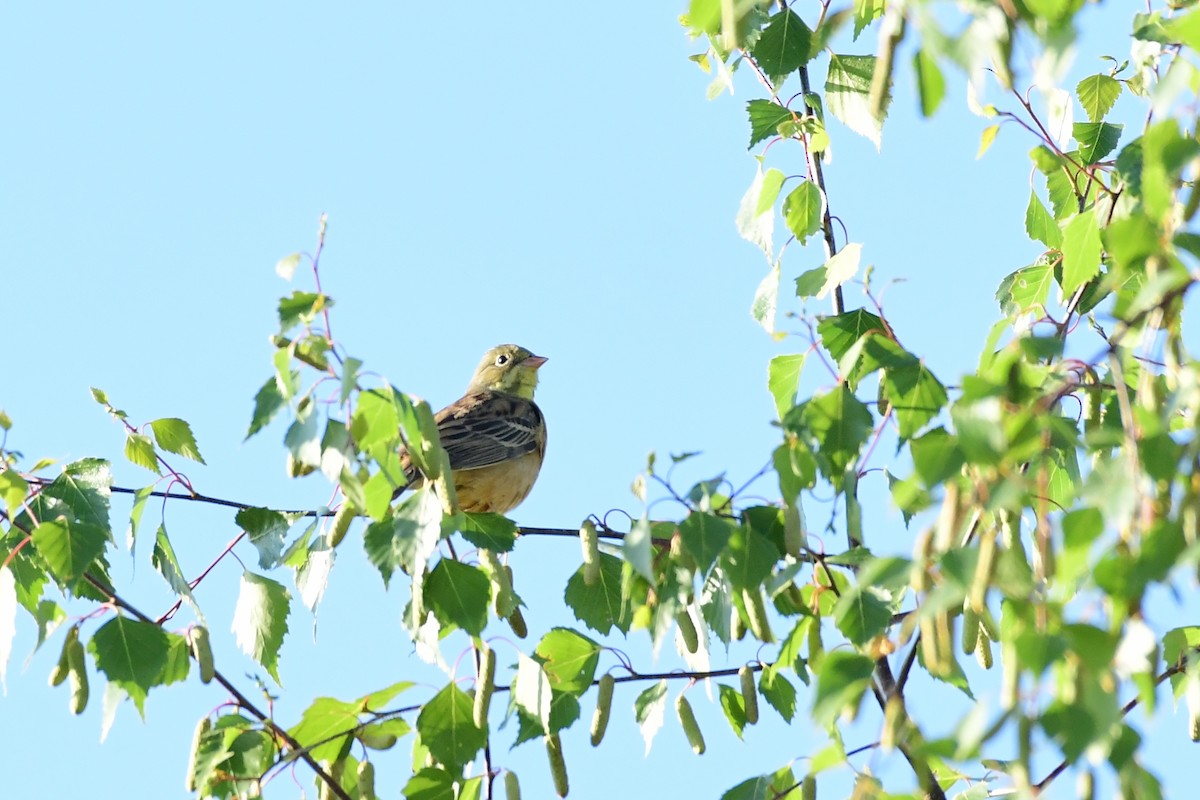 Ortolan Bunting - Igor Długosz