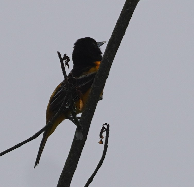 Baltimore Oriole - John McCallister