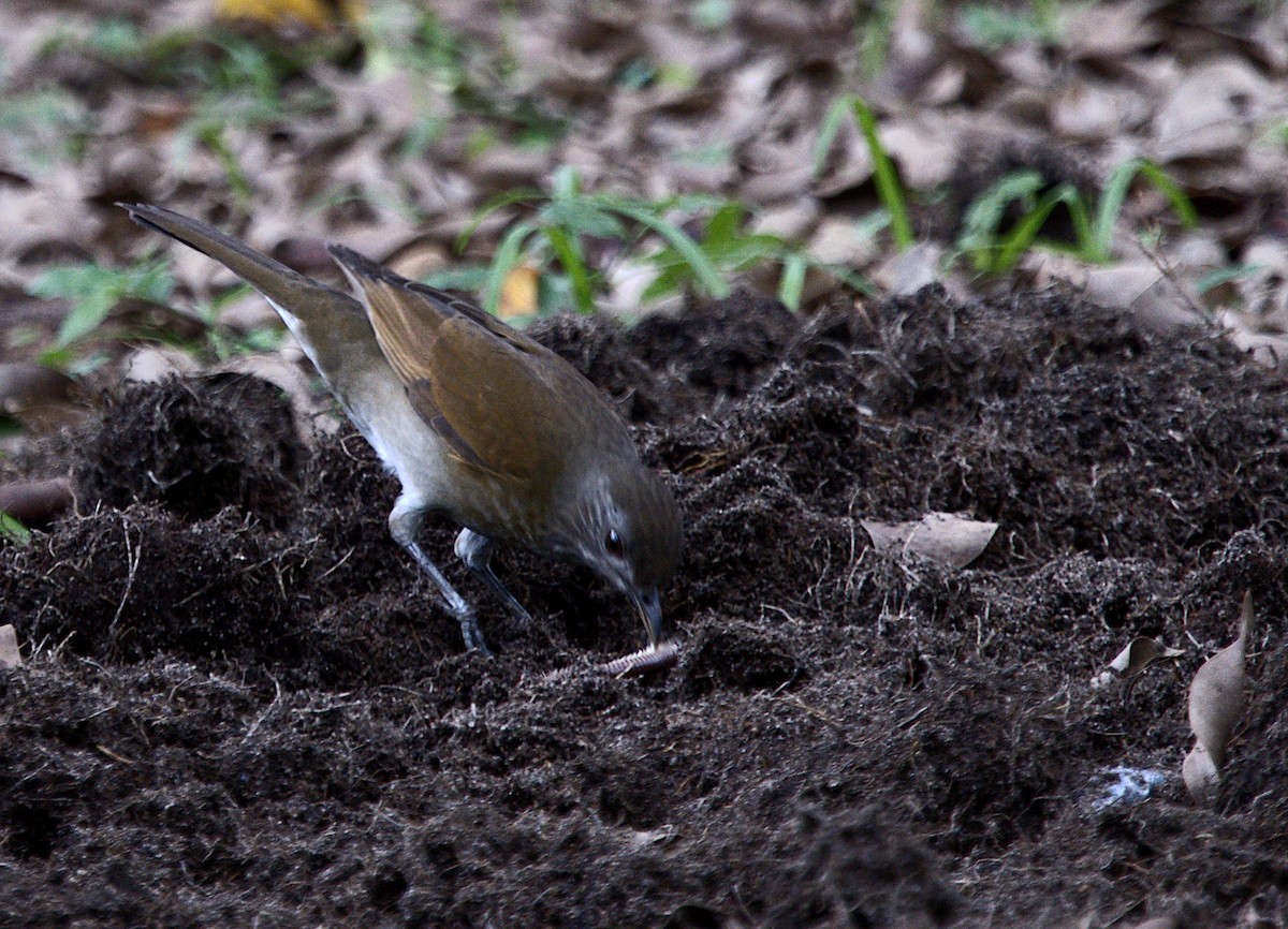 Pale-breasted Thrush - Patrícia Hanate