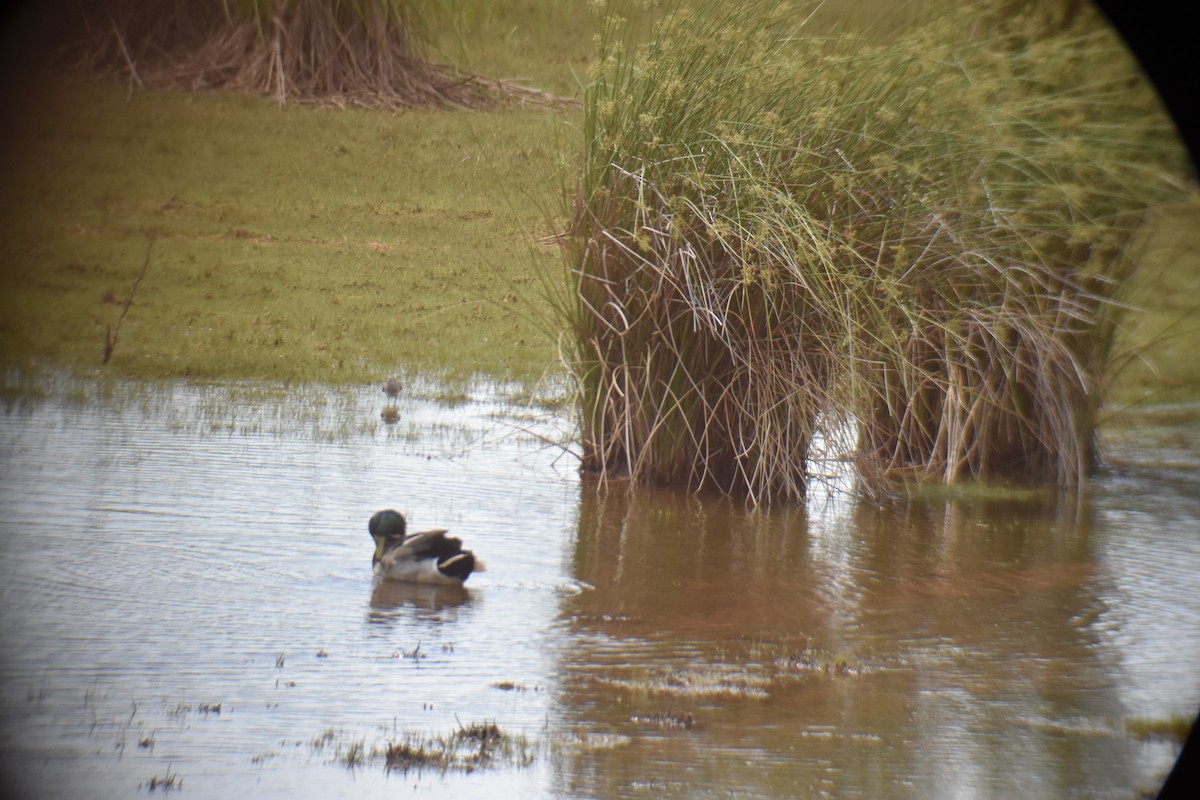 Mallard - ML619580932