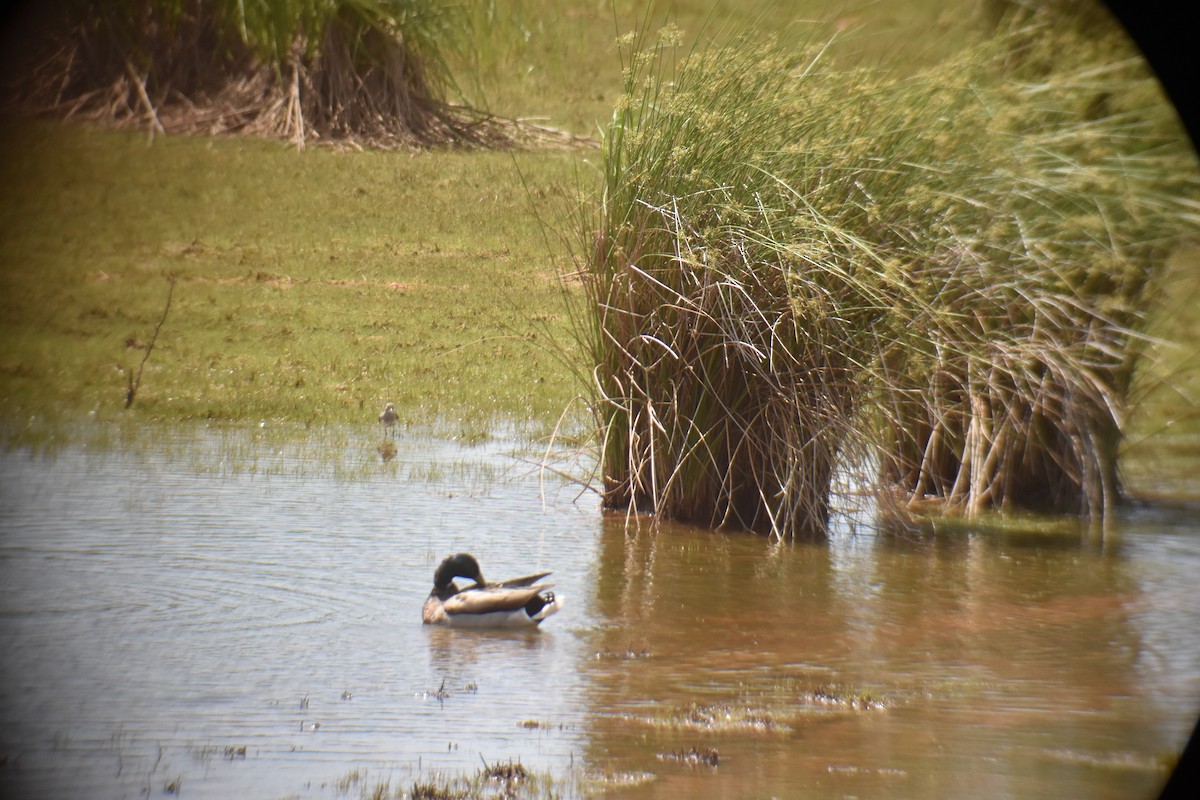 Mallard - ML619580937