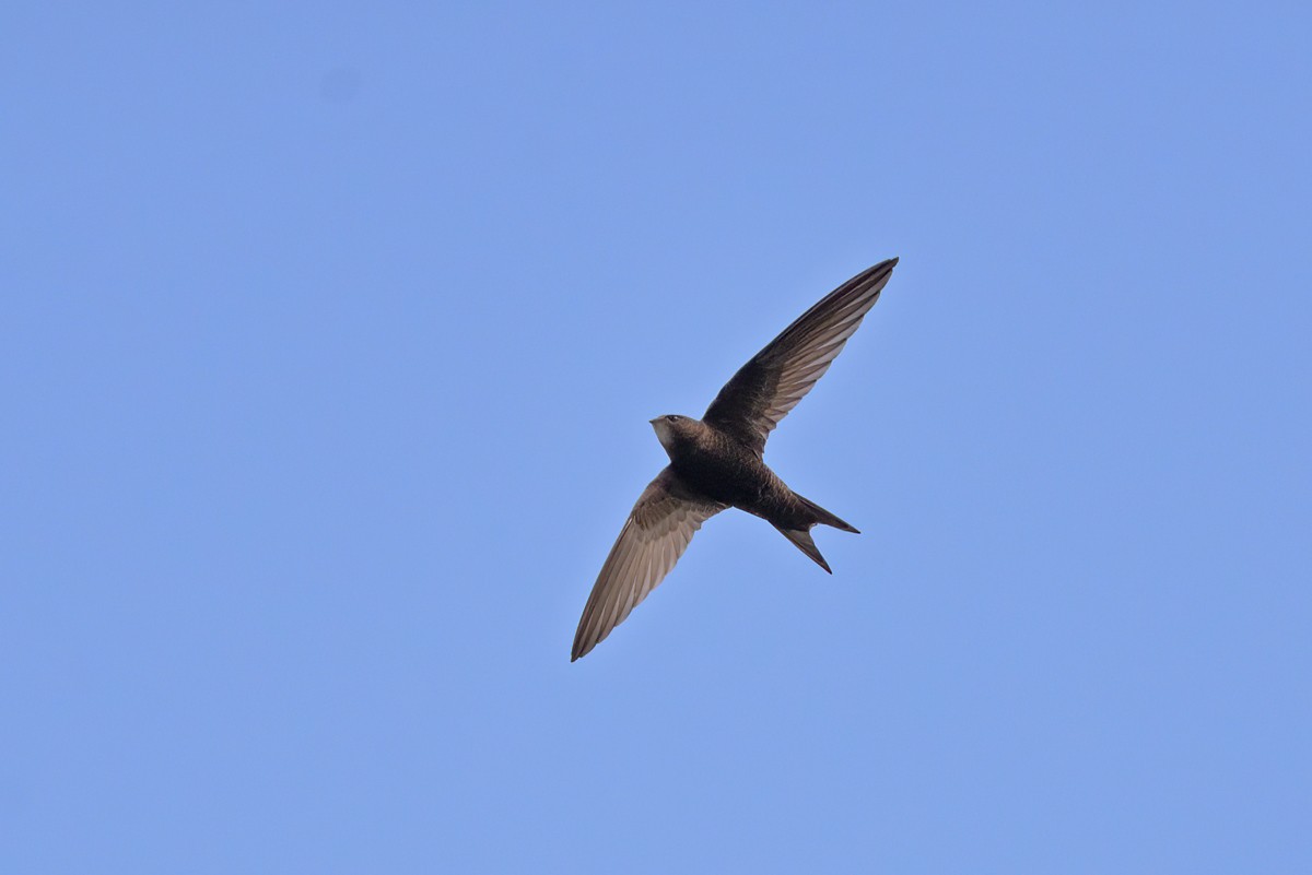 Common Swift - Philip Karstadt