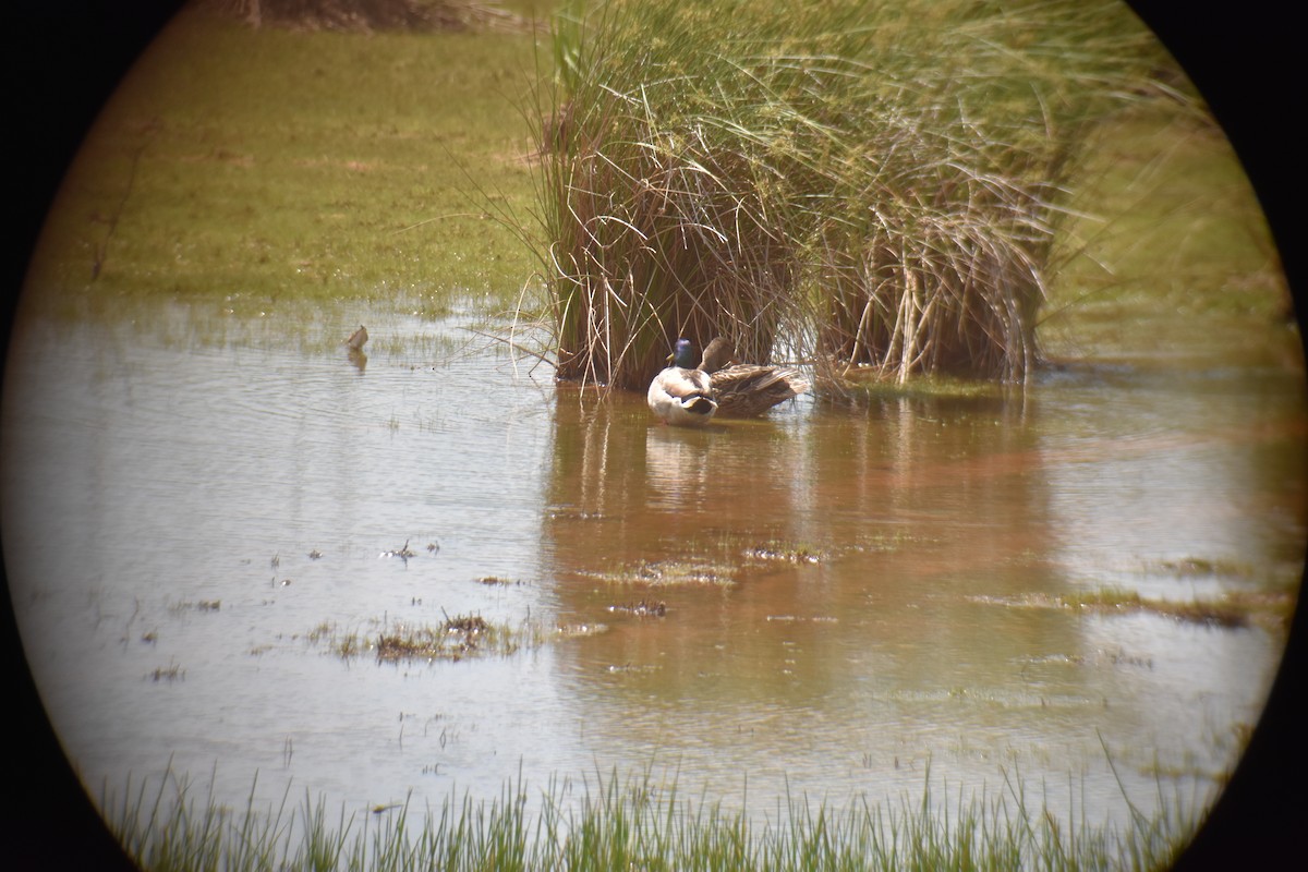 Stockente - ML619580942