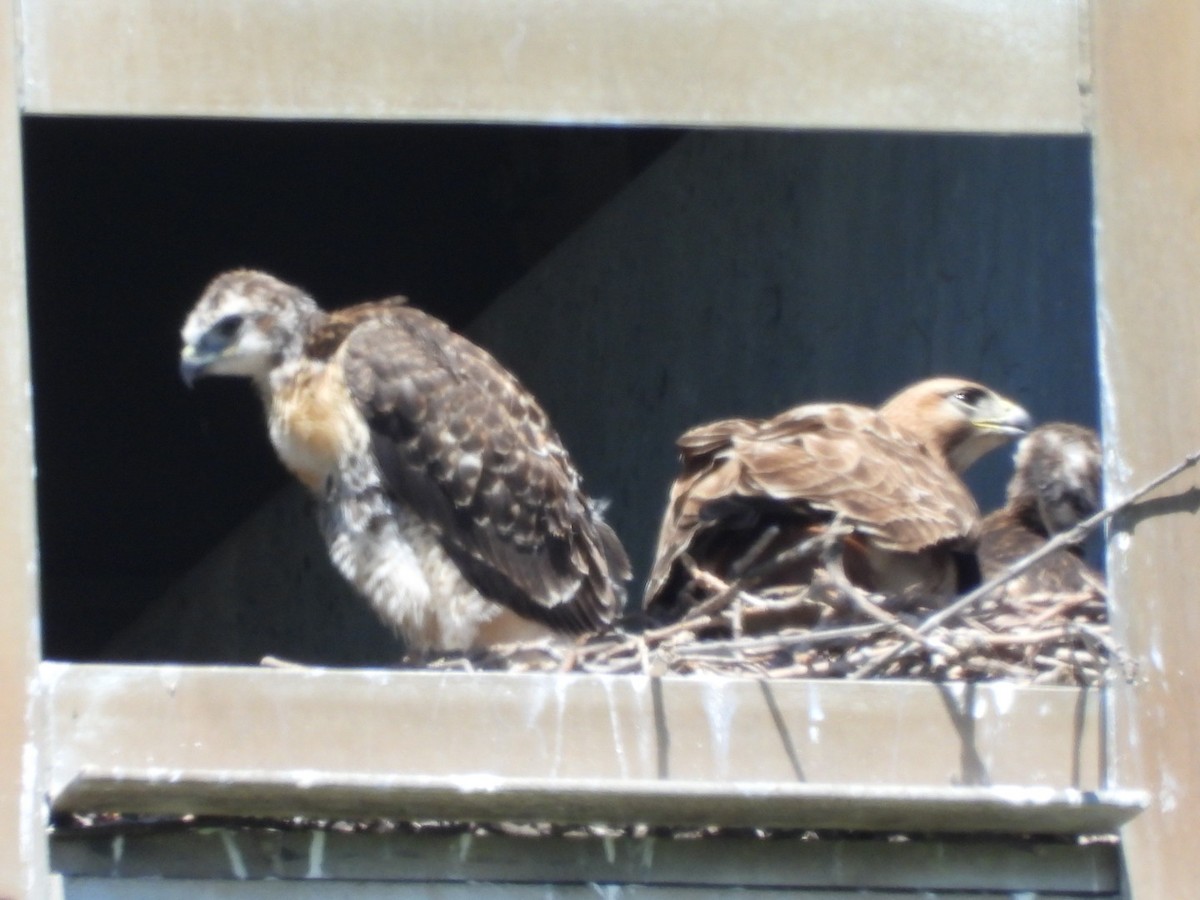 Red-tailed Hawk - Gina Turone 🐩