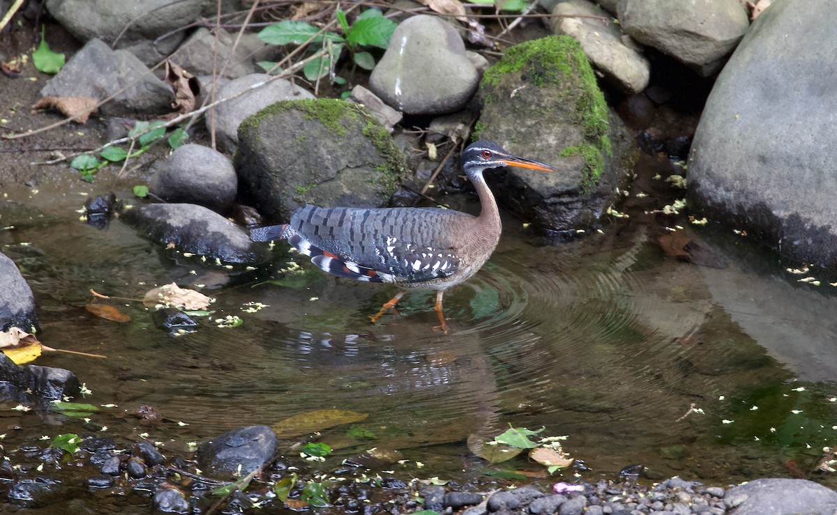 Sunbittern - David Brassington