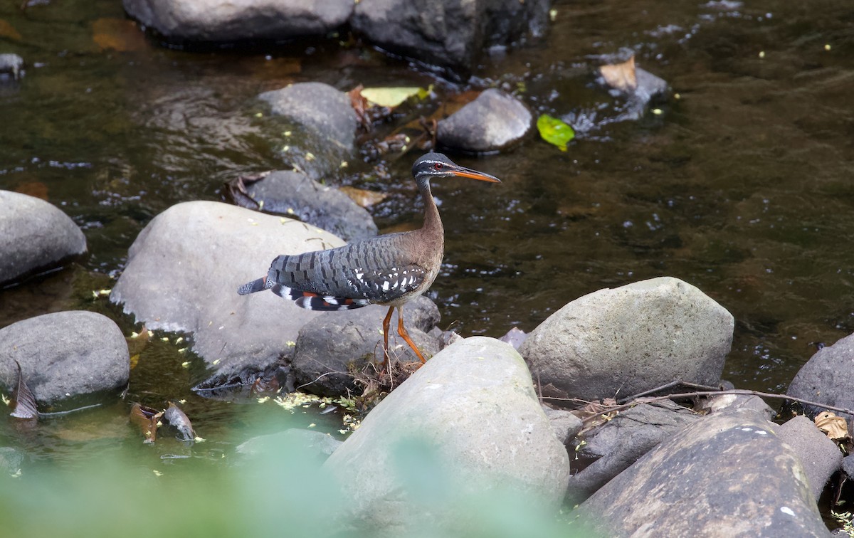 Sunbittern - ML619580950