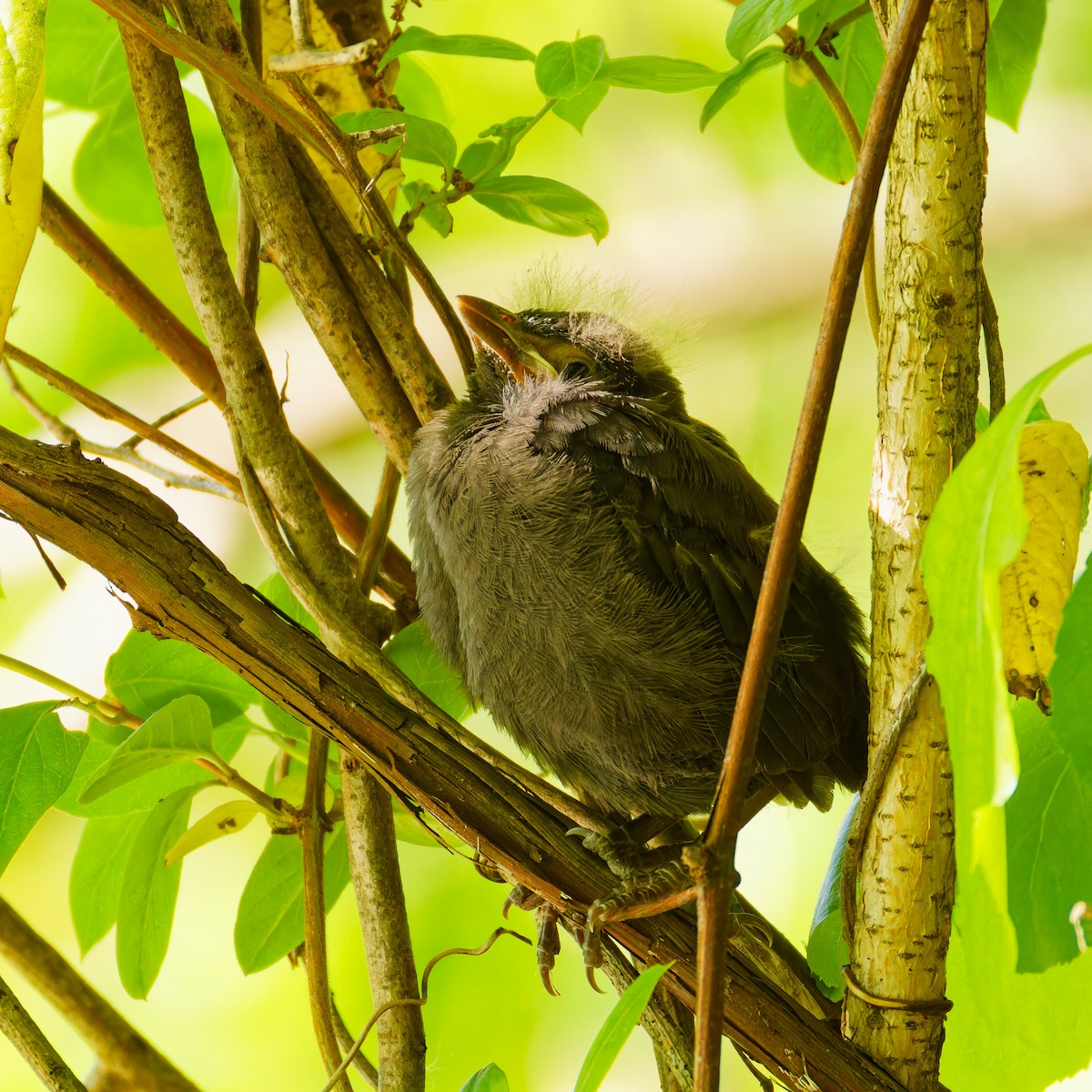 Common Grackle - Ruogu Li