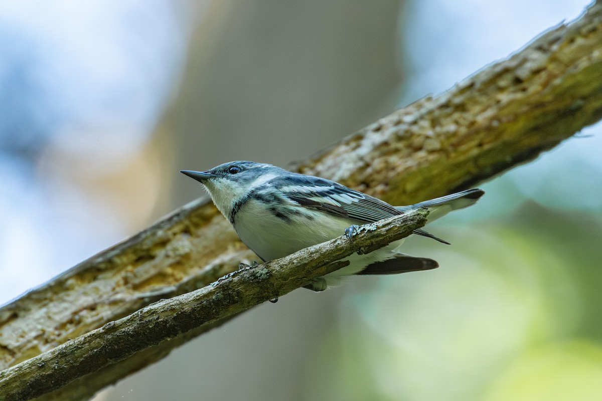 Cerulean Warbler - Alton Spencer