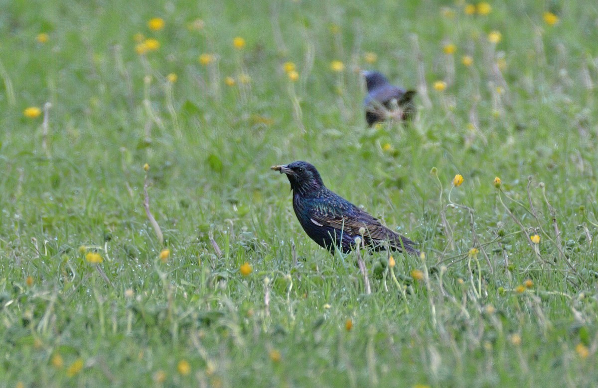 European Starling - Philip Karstadt