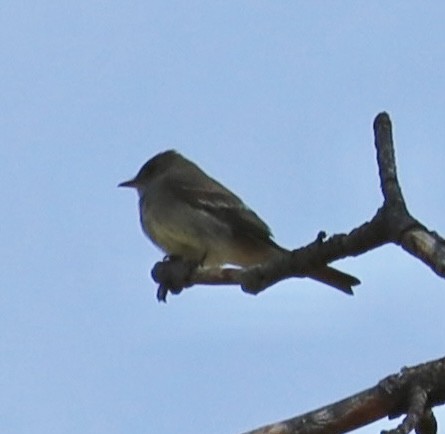 Western Wood-Pewee - Mohini Rawool-Sullivan