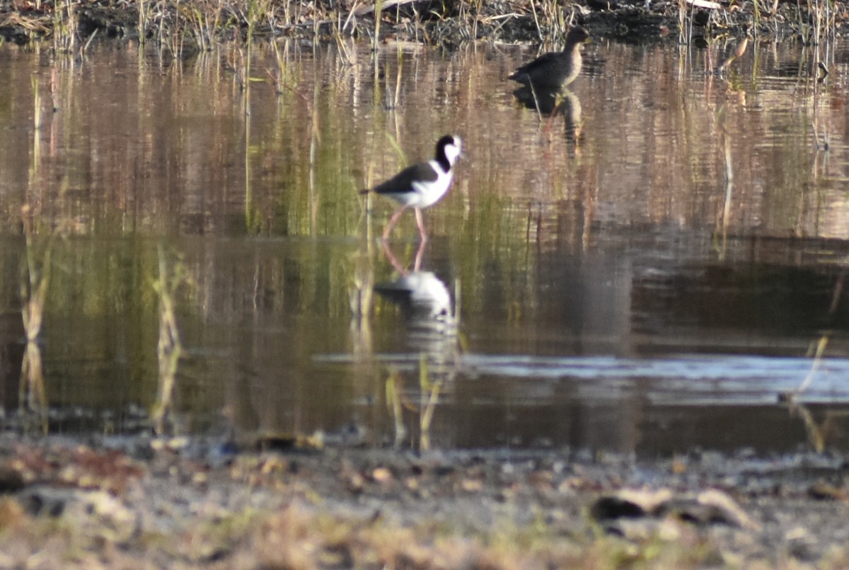 Black-necked Stilt - Fernanda Ferrari