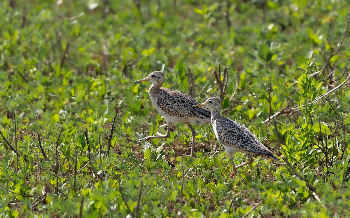 Upland Sandpiper - Harvey Fielder